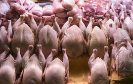 سیگنال دولتی به بازار مرغ